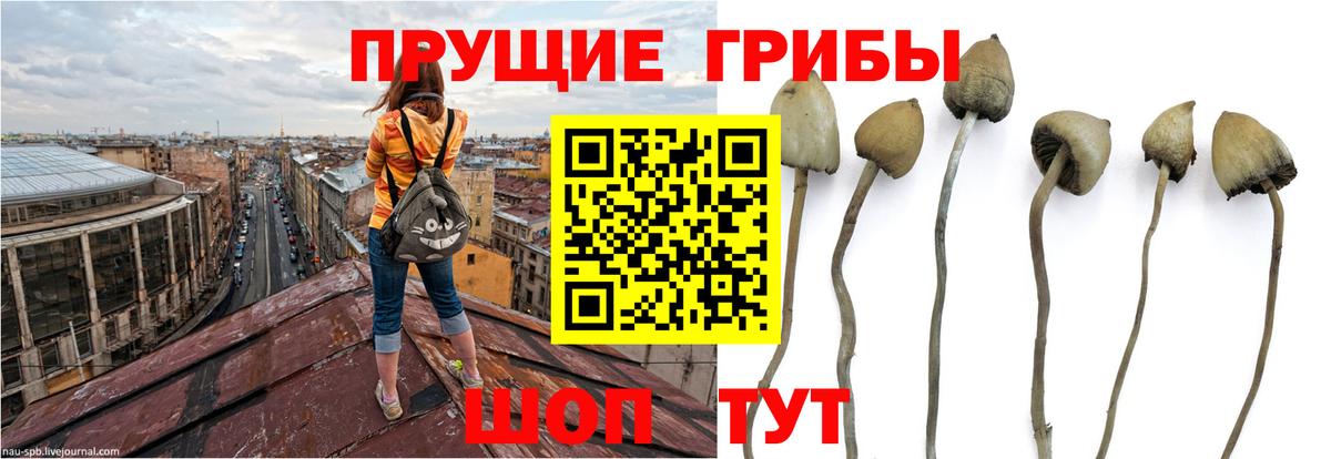 Галлюциногенные грибы мухоморы  Вход с VPN  Галлюциногенные грибы Cubensis  Химки 